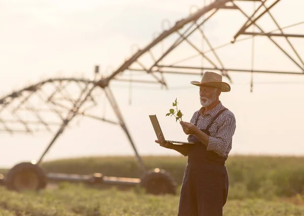 Senior Agricoltore Che Tiene Computer Portatile Guarda Pianta Soia Fronte — Foto Stock