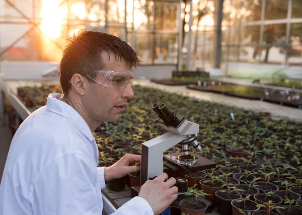 農学者は温室内の顕微鏡のサンプルを扱う 植物保護と成長の概念 — ストック写真