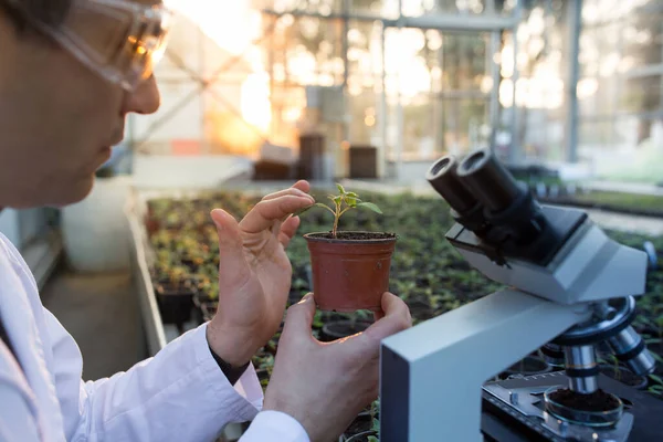 温室で発芽した花のポットを持つ農学者の手を閉じる 植物のケアと保護の概念 — ストック写真