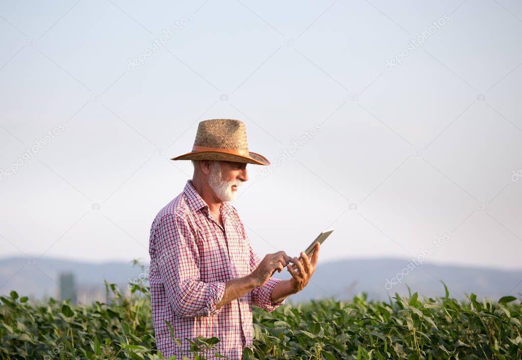 Senior farmer with hat standing in soybean field and holding tablet