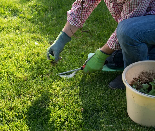 Top View Male Hand Safety Gloves Weeding Lawn Summer Time — Stock Photo, Image