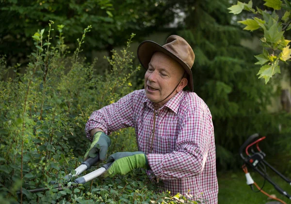 Senior Man Aan Het Werk Tuin Snoeien Heg Met Schaar — Stockfoto