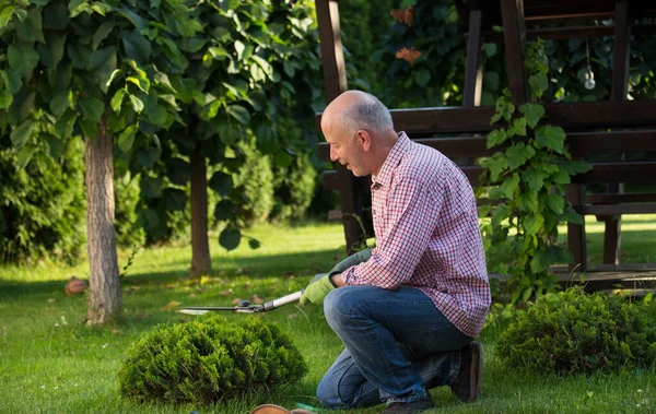 Homem Sênior Trabalhando Jardim Aparando Sebe Com Tesoura — Fotografia de Stock