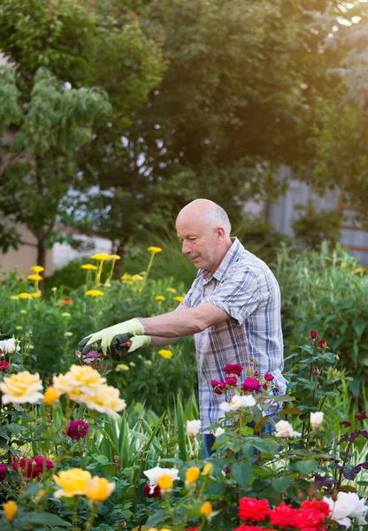 Maturo Uomo Potatura Rose Nel Giardino Fiorito Estate — Foto Stock