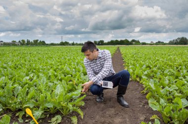 Yazın tarlada şeker pancarı fabrikalarının yanında oturan yakışıklı çiftçi.