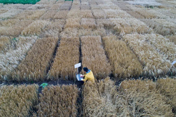 Aerial Image Farmer Laptop Squatting Test Plot Field Variety Crops — Stock Photo, Image