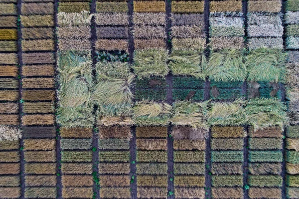 Top View Agricultural Test Plots Different Kinds Cereal Crops Hybrids — стоковое фото