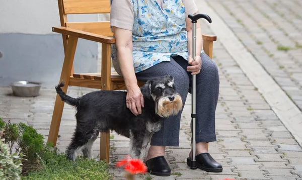 Cute Pies Miniaturowy Sznaucer Stojący Obok Starszej Pani Kijem — Zdjęcie stockowe