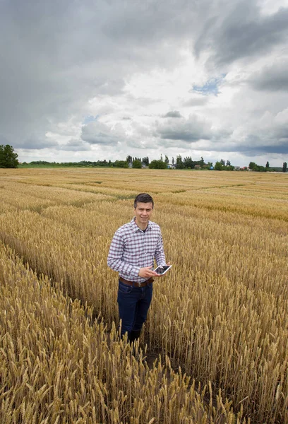 Handsome farmer with tablet standing in agricultural test plots in summer time before harvest
