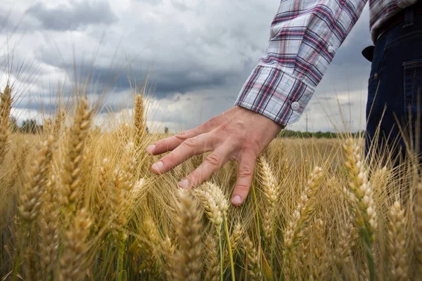 収穫前に大麦の熟した黄金のスパイクに触れる農家の手を閉じる — ストック写真