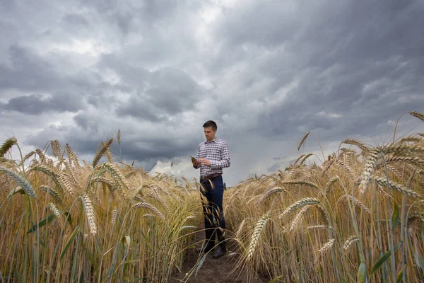 Hübscher Bauer Mit Tablet Steht Sommer Vor Der Ernte Auf — Stockfoto