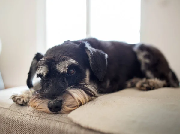 Cão Bonito Schnauzer Miniatura Que Coloca Sofá Sala Estar Frente — Fotografia de Stock