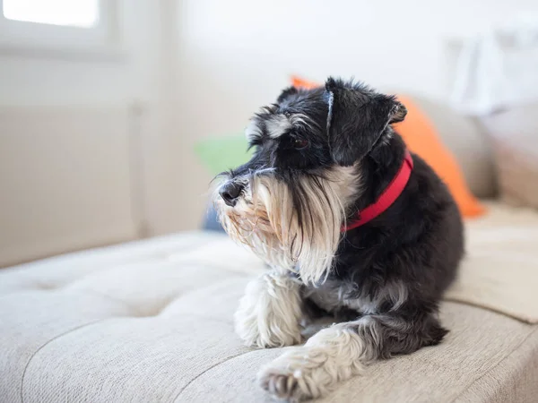 Cão Bonito Schnauzer Miniatura Deitado Sofá Sala Estar — Fotografia de Stock