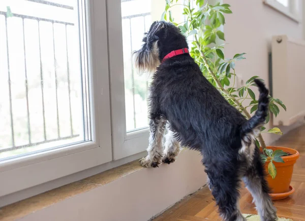 Χαριτωμένο Σκυλί Miniature Schnauzer Στέκεται Στην Πόρτα Του Μπαλκονιού Και — Φωτογραφία Αρχείου