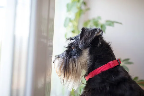 Cão Bonito Schnauzer Miniatura Olhando Através Janela Casa Sala Estar — Fotografia de Stock