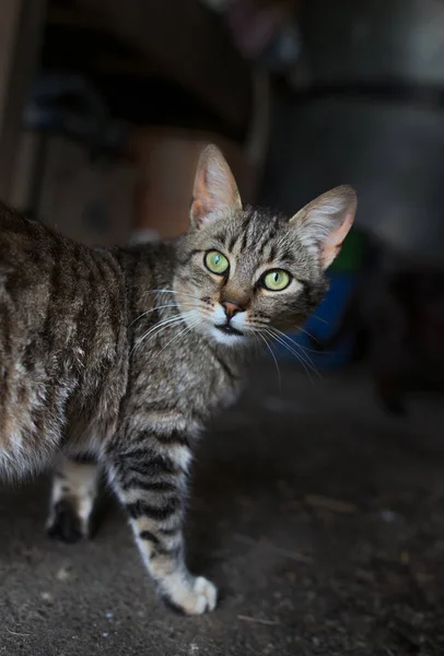 Rear view of cute tabby cat looking over shoulder