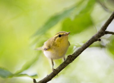 Güzel sarı söğüt bülbülü, yaz mevsiminde dallara tünemiş, bulanık yeşil arka planlı.