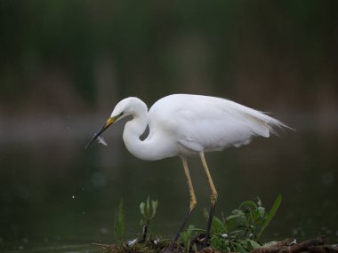 Nehir kıyısında balık avlayan ve yiyen küçük balıkçıl kuşunun portresi