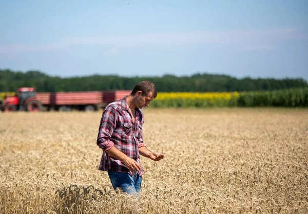 背景にトラクターで収穫中に黄金のフィールドで手に大麦の穀物を保持農家 — ストック写真