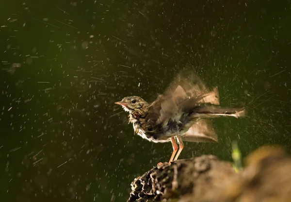 Кочующая Птица Мотацилла Стоящая Камне Воды Высыхающая После Летнего Купания — стоковое фото