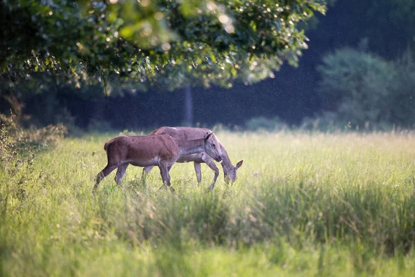 Zwei Hinden Rothirschweibchen Die Sommer Auf Einer Wiese Hohen Gras — Stockfoto