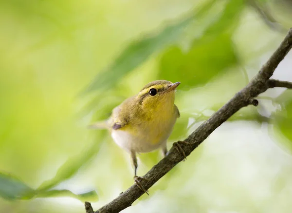 Beautiful Yellow Willow Warbler Perching Branch Summertime Blurred Green Background — Stock Photo, Image