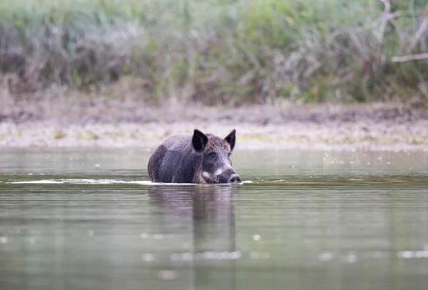 Wild Boar Sus Scrofa Ferus Walking Shallow Water Wildlife Natural — Stock Photo, Image