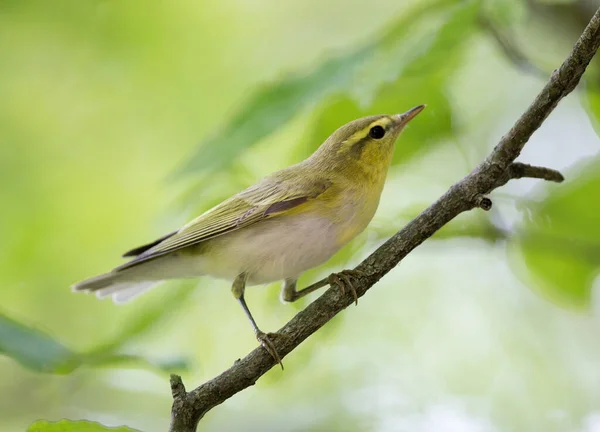 Beautiful Yellow Willow Warbler Perching Branch Summertime Blurred Green Background — Stock Photo, Image