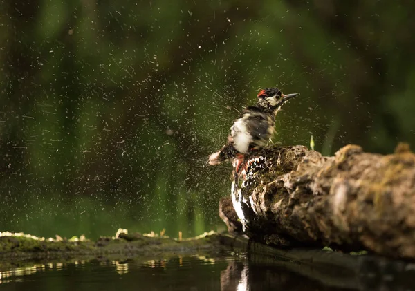 Nagy Foltos Harkály Dendrocopos Major Nyári Fürdővel — Stock Fotó