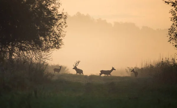 雾蒙蒙的清晨 森林中一群有铰链的红鹿的轮廓 — 图库照片