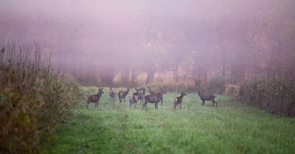 Eine Gruppe Von Hirschweibchen Steht Einem Nebligen Herbstmorgen Auf Einer — Stockfoto