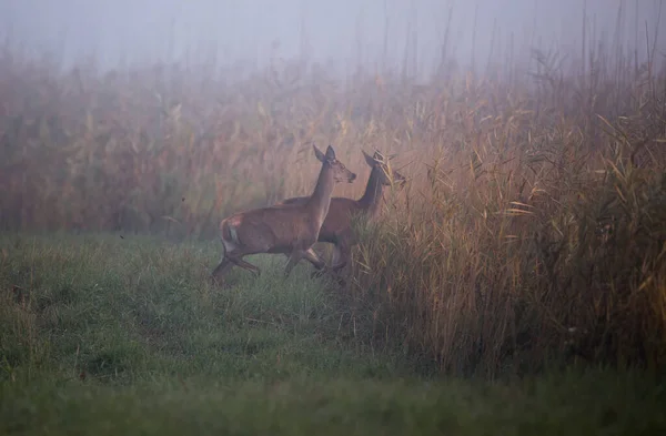 Deux Biches Femelle Cerf Rouge Jetant Dans Champ Roseaux Matin — Photo