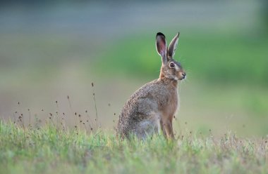 Çayırda oturan vahşi tavşan (lepus europaeus). Doğal yaşam ortamında vahşi yaşam