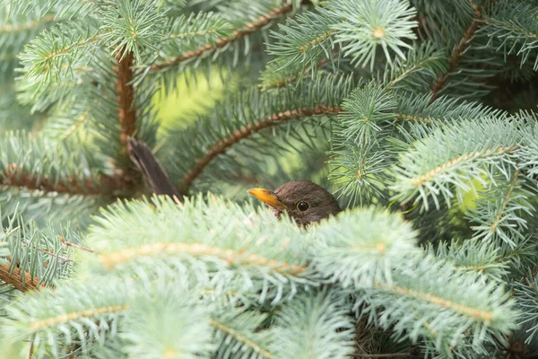 モミの木によく見られる黒鳥 トゥルドゥス メルーラ — ストック写真