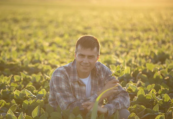 Yazın Gün Batımında Soya Tarlasında Çömelmiş Yakışıklı Çiftçi — Stok fotoğraf