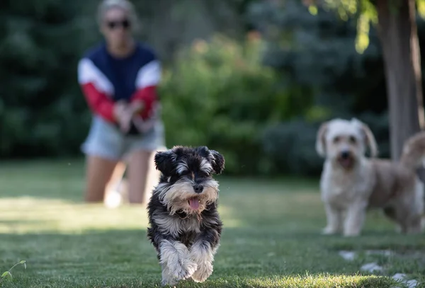 Dos Perros Jugando Corriendo Césped Parque Con Propietario Fondo — Foto de Stock