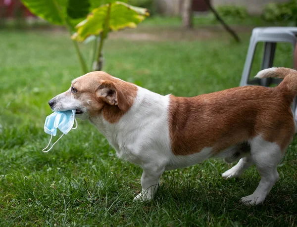 Cão Bonito Removido Máscara Cirúrgica Rosto Levando Boca Jardim — Fotografia de Stock