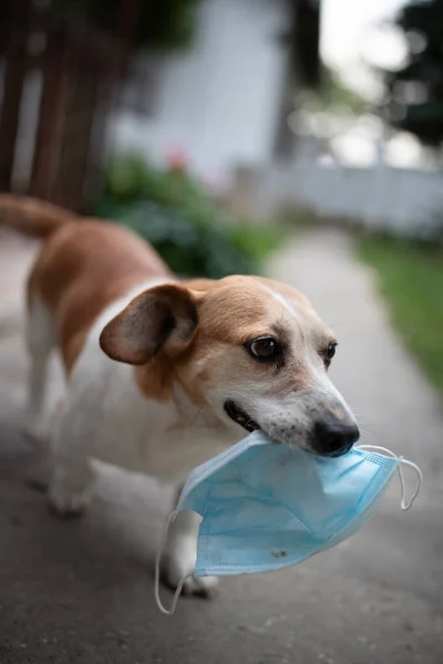 Netter Hund Entfernt Chirurgenmaske Aus Gesicht Und Mund Garten — Stockfoto