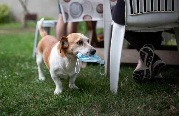 Lindo Perro Eliminado Máscara Quirúrgica Cara Llevar Boca Jardín —  Fotos de Stock