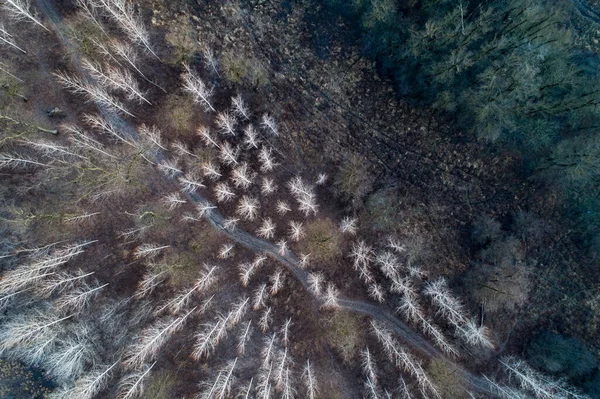 Top view of trees in forest with dirt road in winter time, shoot from drone