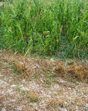 Hail storm damaging corn crops in summer time. Agricultural disaster clipart