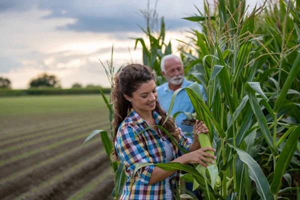 夏には畑でトウモロコシの品質を確認しながら家族経営の農業を営む父と娘 — ストック写真