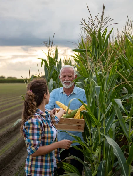 Vater Und Tochter Arbeiten Landwirtschaftlichen Familienbetrieb Und Kontrollieren Sommer Die — Stockfoto