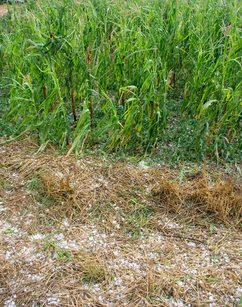 Hagel Storm Schadelijke Maïs Gewassen Zomer Landbouwramp — Stockfoto