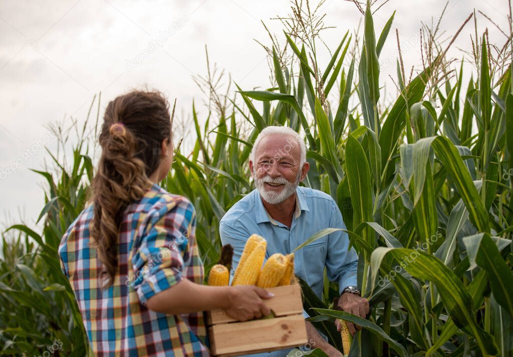 Woman holding crate with corn cobs in front of older man that checking crop quality in summer time