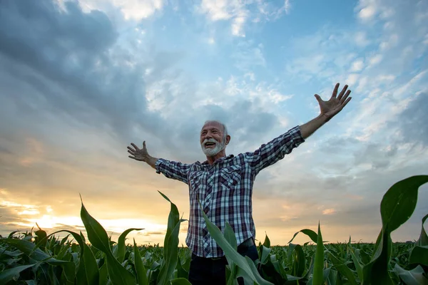興奮満足老人農家の再生シャツトウモロコシ畑に立って手を伸ばし 非常に幸せな気分 — ストック写真