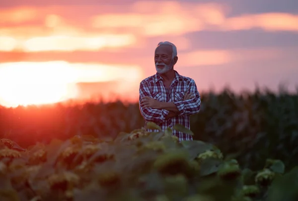日落时分站在农田里 自信而满意的成熟农民的画像 — 图库照片