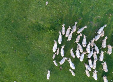 İHA 'dan yeşil çayır üzerinde koyun sürüsü görüntüsü