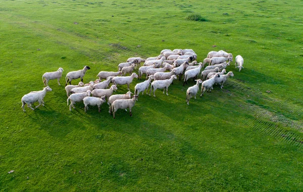 Bovenaanzicht Van Schapen Kudde Groen Grasland Scheut Van Drone — Stockfoto