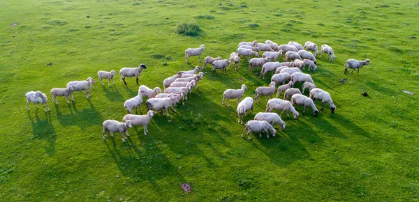 緑の草原での羊の群れのトップビュードローンから撮影 — ストック写真